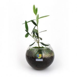 Plant d'olivier dans un vase en verre