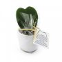 Plante grasse à offrir en forme de cœur