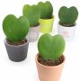 Plante grasse à offrir en forme de cœur
