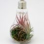 Tillandsia à offrir dans une ampoule