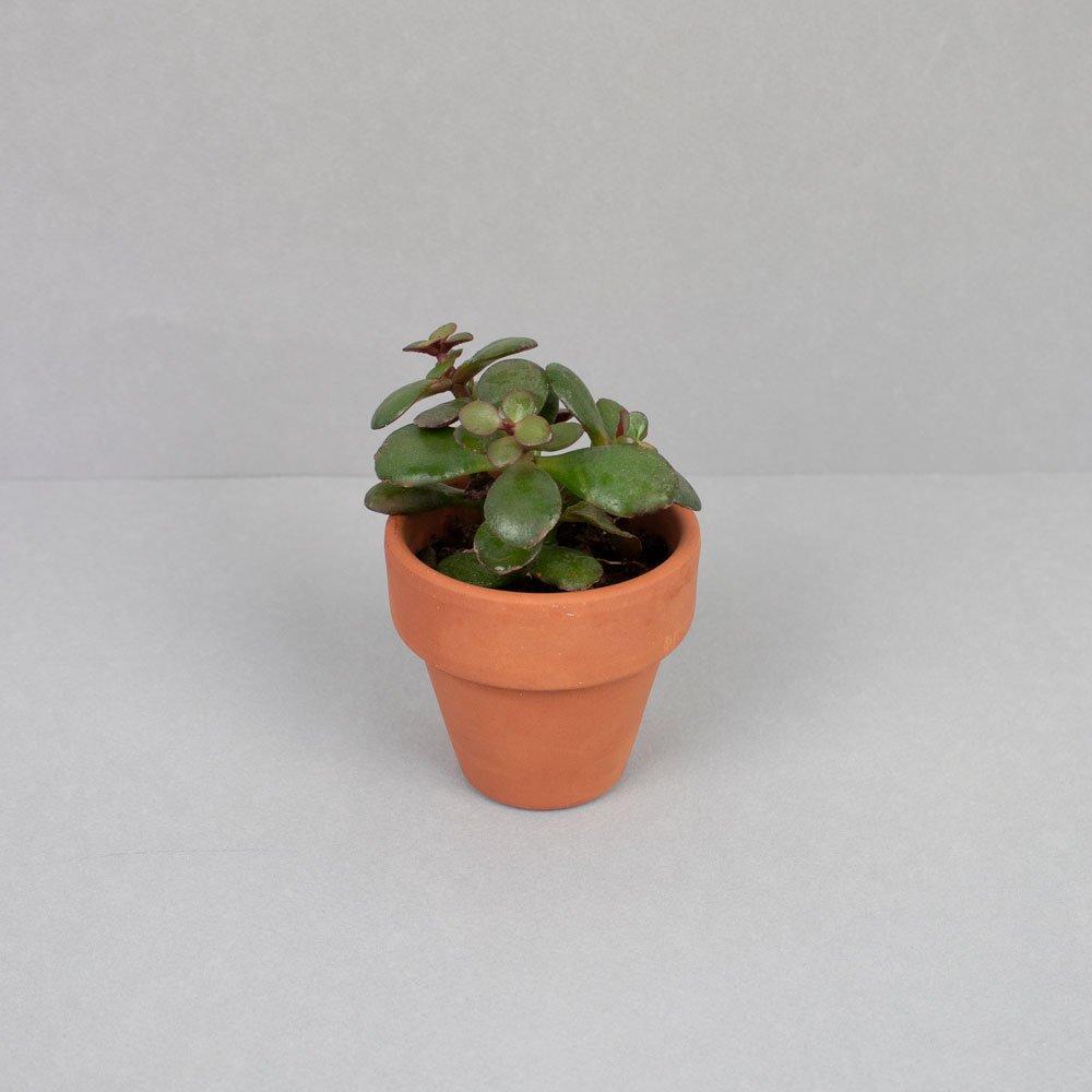 Mini succulentes personnalisable