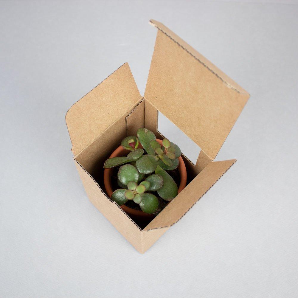 Mini succulentes personnalisable