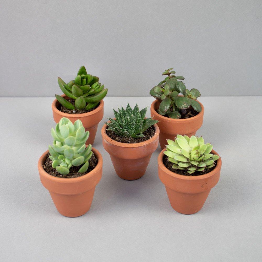 Mini-succulentes7