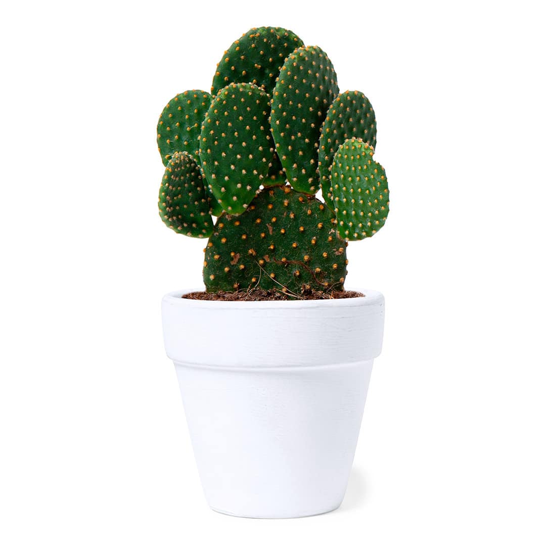 Kit de culture de cactus à personnaliser avec un logo