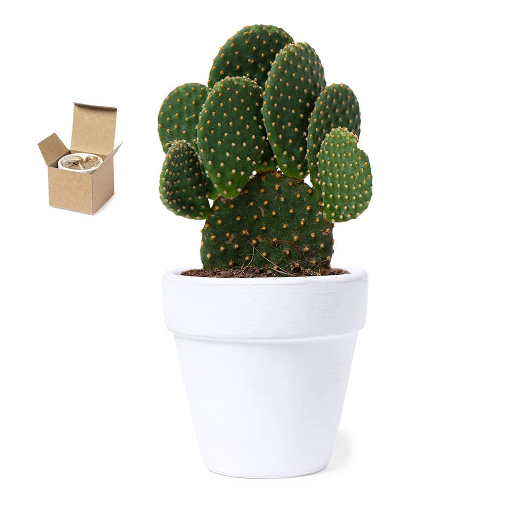 Kit de culture de cactus à personnaliser avec un logo