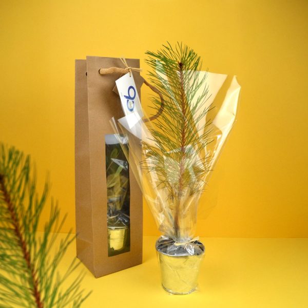Plant d’arbre publicitaire avec sac en kraft à fenêtre