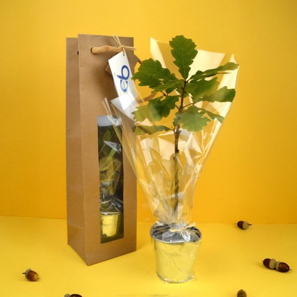 Plant d’arbre publicitaire avec sac en kraft à fenêtre