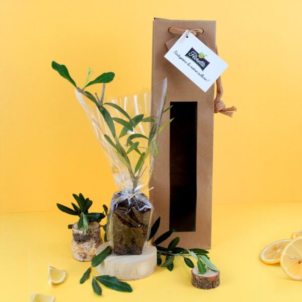 Plant d’arbre publicitaire avec sac en kraft à fenêtre