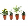 Mini plante en pot terre cuite personnalisable