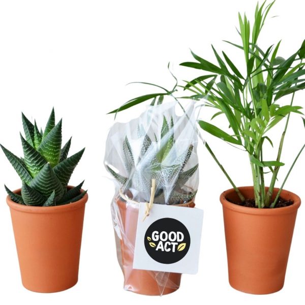 Mini plante en pot terre cuite personnalisable