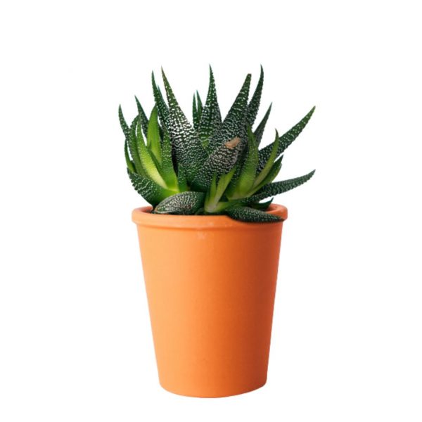 Mini plante en pot terre cuite personnalisable