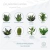 Plantes personnalisables