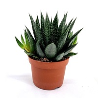 Gasteria