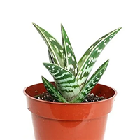 Aloe variegata