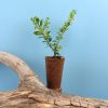 Mini plant d’arbre avec pot en fibre de bois