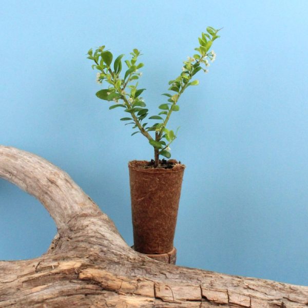Mini plant d’arbre avec pot en fibre de bois