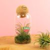 Terrarium publicitaire avec une boule en liège