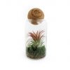 Terrarium avec tillandsia