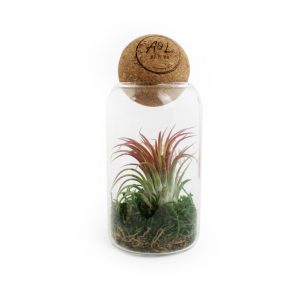 Terrarium avec tillandsia