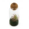 Terrarium avec tillandsia