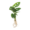 Plante philodendron