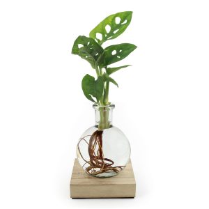 Plante lumineuse avec socle gravé